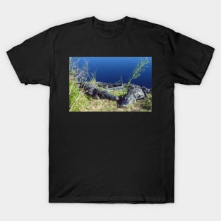 A walk on the wild side with Alligators at Paynes Prairie T-Shirt